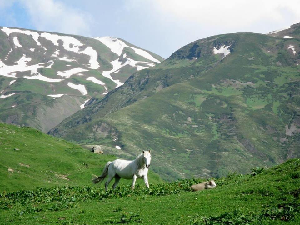 Guest House Qaldea Ushguli Exterior photo